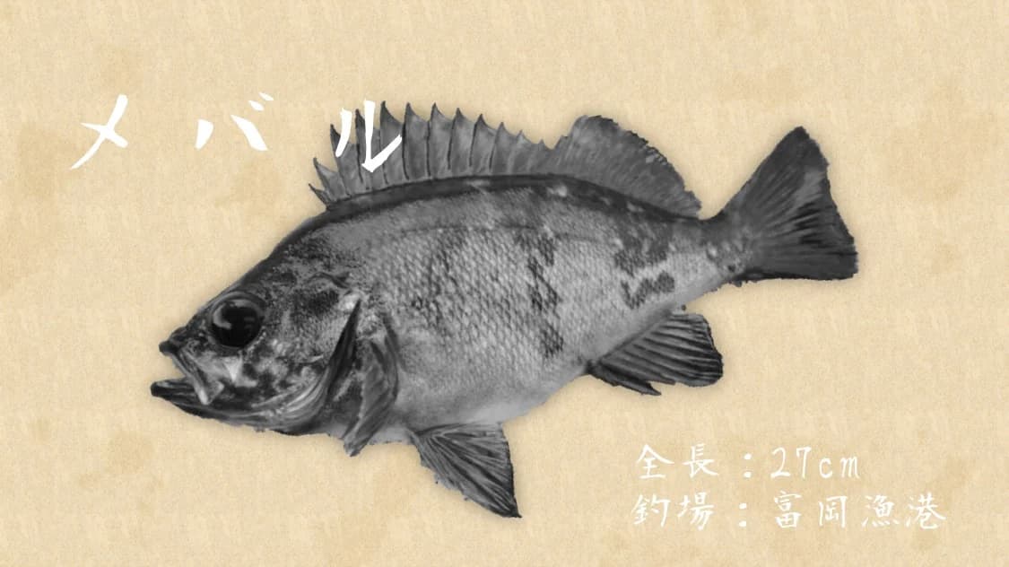 GyoTakeで作ったメバルのデジタル魚拓(モノクロ・全長27cm・富岡漁港)